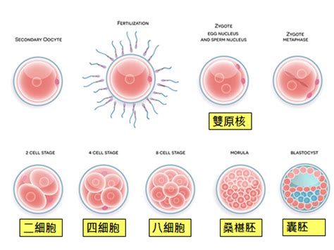 胚胎發育順序|胚胎